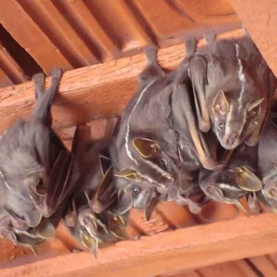 Expurgo de Morcegos em Bertioga - galeria